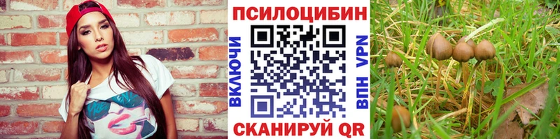 Галлюциногенные грибы Psilocybe  Курганинск 
