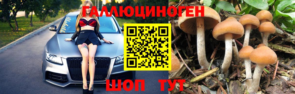 Галлюциногенные грибы Psilocybe Курганинск